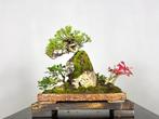 Jeneverbes bonsai (Juniperus) - Hoogte (boom): 30 cm -