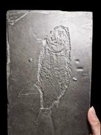 Een paar visfossielen, heel mooi - Gefossiliseerd dier -