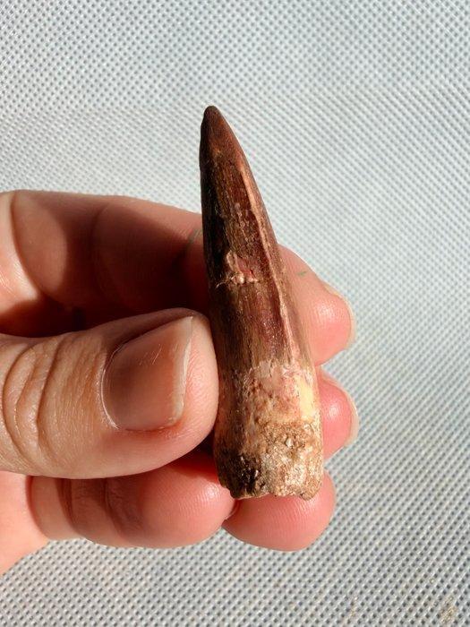 Dinosaurus - Fossiele tand - Spinosaurus aegyptiacus - 4.6, Verzamelen, Mineralen en Fossielen