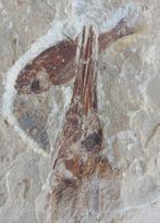 Vis - Fossiele plaatmatrix - Apateopholis, Verzamelen, Mineralen en Fossielen