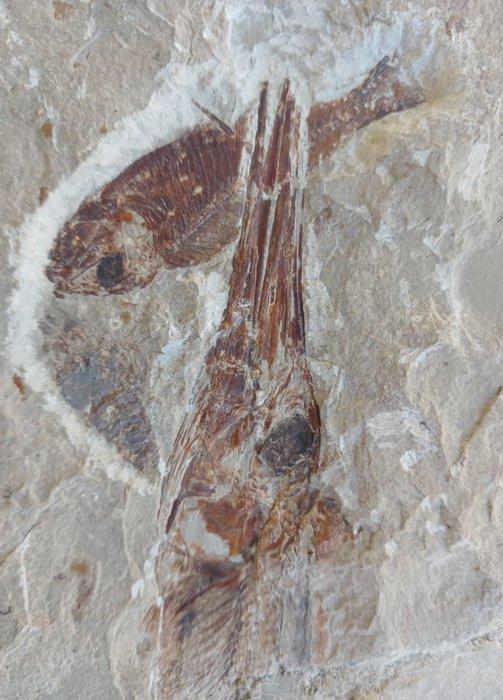 Vis - Fossiele plaatmatrix - Apateopholis, Verzamelen, Mineralen en Fossielen