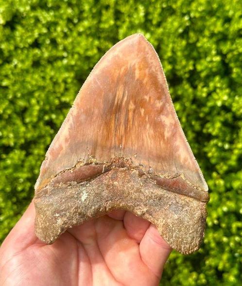 Megalodon - Fossiele tand - 13 cm - 10 cm, Verzamelen, Mineralen en Fossielen
