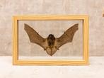 Painted Vesper Bat - framed Taxidermie volledige montage -, Nieuw