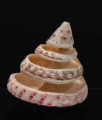 Exquise geschlitze Bänderschnecke - perfect verzamelobject