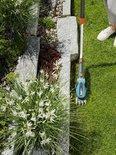 Gardena Accu Grasschaar ComfortCut met Buxusmes, Nieuw