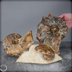 Zeldzame fossielen ammoniet-Mamites Nodosoides met