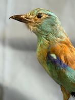 Europa-Roller Taxidermie volledige montage - Coracias, Nieuw
