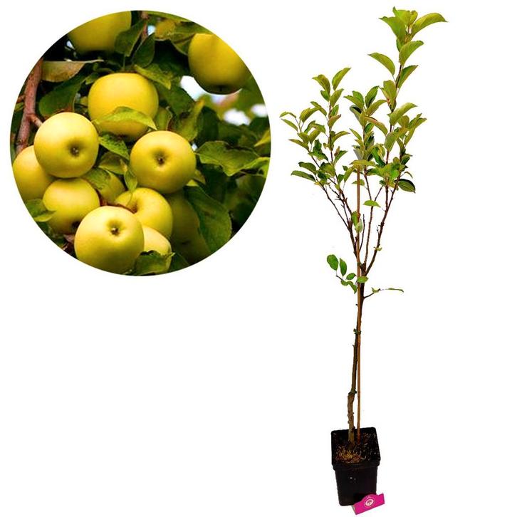 appelboom Malus domestica Golden delicious + P, Tuin en Terras, Planten | Fruitbomen, Volle zon, Verzenden