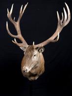Hert Taxidermie volledige montage - Cervus elaphus - 2 m - 2, Verzamelen, Nieuw