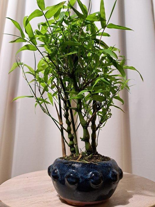 Boeddhas buik bamboe (Bambusa ventricosa) bonsai - Hoogte, Antiek en Kunst, Curiosa en Brocante