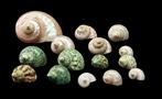 Collection of very beautiful polished (and not ) shells -, Verzamelen, Nieuw
