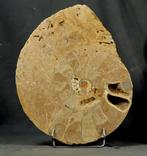 Grote gesneden ammoniet met belemnites in de levingskamer., Verzamelen, Mineralen en Fossielen