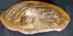 Versteend hout - Gefossiliseerd hout - Dipterocarpus sp.