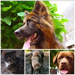 Betaalbare fotografie voor dieren, families en bedrijven, Komt aan huis, Fotograaf