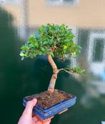 Japanese iep bonsai (Zelkova) - Hoogte (boom): 28 cm -