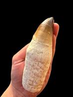 Mosasaurus - Fossiele tand - Prognathodon Giganteus - 14 cm