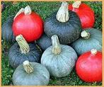 Hokkaido Mix Pompoen zaden, Ophalen of Verzenden, Nieuw