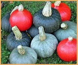 Hokkaido Mix Pompoen zaden, Hobby en Vrije tijd, Knutselen, Nieuw, Ophalen of Verzenden