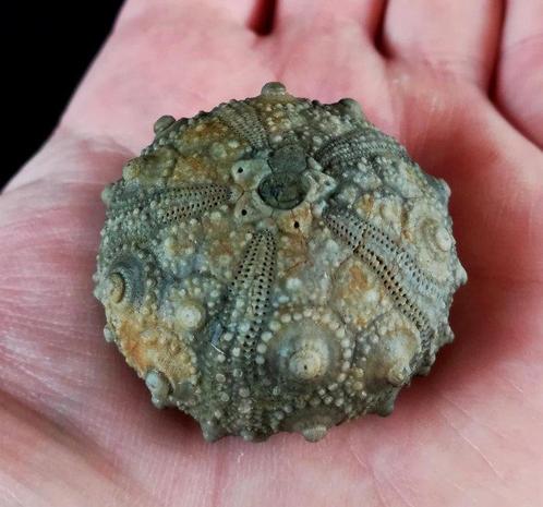 Indrukwekkende zee-egel, 38 mm !!! - Uitzonderlijke grootte, Verzamelen, Mineralen en Fossielen