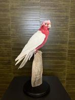 Lutino Roze Kaketoe Taxidermie Opgezette Dieren By Max, Verzamelen, Dierenverzamelingen, Nieuw, Opgezet dier, Vogel, Ophalen of Verzenden