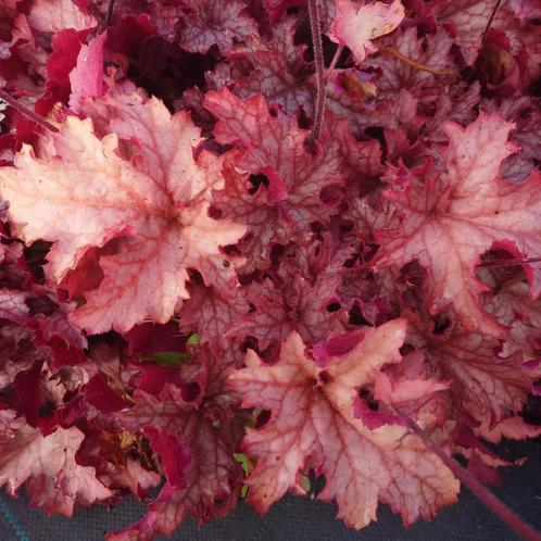 Heuchera carnival villa watermeloen (Vaste planten), Tuin en Terras, Planten | Tuinplanten, Bodembedekkers, Vaste plant, Volle zon