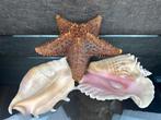 Marine Naturalia – Zeesterren & Schelpen - Gefossiliseerde, Antiek en Kunst