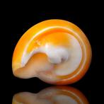 Eburna Lienardii heldere oranje schelp - Hoogte: 36 mm -