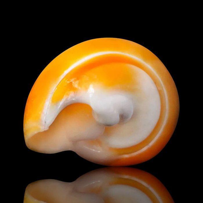 Eburna Lienardii heldere oranje schelp - Hoogte: 36 mm -, Antiek en Kunst, Curiosa en Brocante