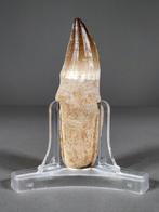Hagedis van de Maas rivier tand - Fossiele tand - Mosasaurus, Verzamelen