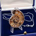 Verguld - Ketting met hanger - Ammoniet fossiel., Verzamelen, Mineralen en Fossielen