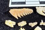 Fossiele tand - Very rare micro shark lot Khouribga (Zonder