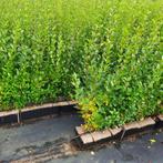 Ligusterhaag - Ligustrum ovalifolium - Hoogte: 70-90 cm | Po, Ophalen of Verzenden