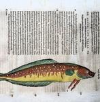 Conrad Gesner [Konrad Gessner] 1516-1565: Fishbuch: Bearded, Antiek en Kunst