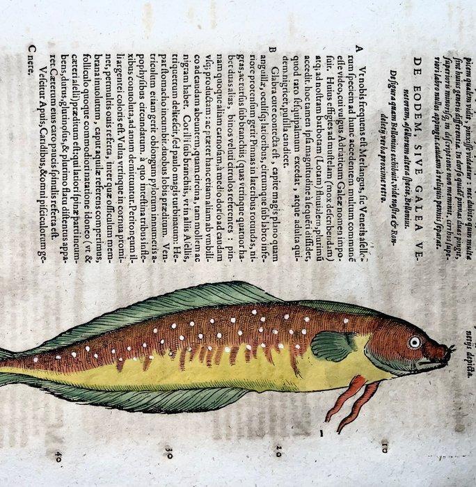 Conrad Gesner [Konrad Gessner] 1516-1565: Fishbuch: Bearded, Antiek en Kunst, Antiek | Boeken en Bijbels