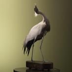 Kraanvogel Taxidermie volledige montage - Grus virgo - 81 cm, Nieuw