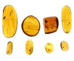 Birmese Amber - Fossiele cabochon - Lot of 8 pieces, all