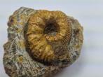 Ammoniet - Gefossiliseerd dier - Otoite - 7 cm (Zonder, Verzamelen
