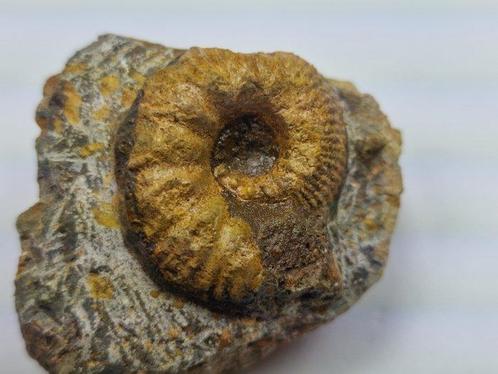 Ammoniet - Gefossiliseerd dier - Otoite - 7 cm (Zonder, Verzamelen, Mineralen en Fossielen