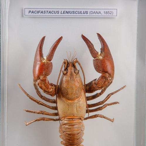 Maritieme curiositeiten van Wunderkammer Taxidermie, Verzamelen, Dierenverzamelingen
