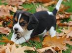Leuke Gezelschapshondjes., Nederland, Parvo, Overige rassen, 8 tot 15 weken