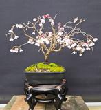 Japanese cherry bonsai (Prunus serrulata) - Hoogte (boom):