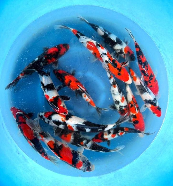 Hirasawa Marusei 28-35cm (Japanse Koi), Dieren en Toebehoren, Vissen | Vijvervissen, Karper of Koi
