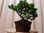 Jeneverbes bonsai (Juniperus) - Hoogte (boom): 13 cm -