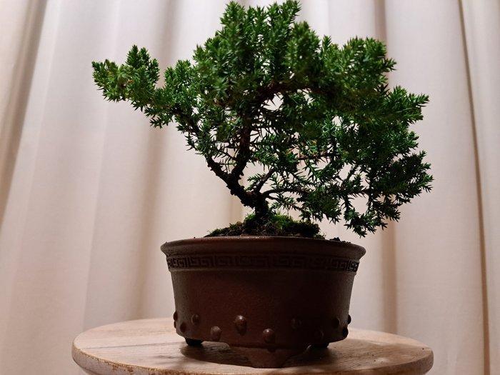 Jeneverbes bonsai (Juniperus) - Hoogte (boom): 13 cm -, Antiek en Kunst, Curiosa en Brocante