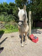 ponys en paard te koop, Merrie, B, 7 tot 10 jaar, Gechipt