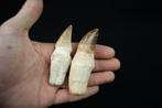 Volledige tanden van Mosasaurus van hoge kwaliteit -, Verzamelen, Mineralen en Fossielen