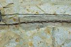 Fossiele matrix - Anchiornis - 40 cm - 31 cm, Verzamelen, Mineralen en Fossielen