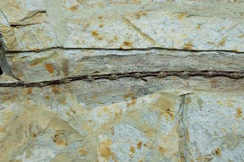 Fossiele matrix - Anchiornis - 40 cm - 31 cm, Verzamelen, Mineralen en Fossielen
