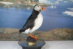 Atlantic Puffin Taxidermie volledige montage - Fratercula, Nieuw