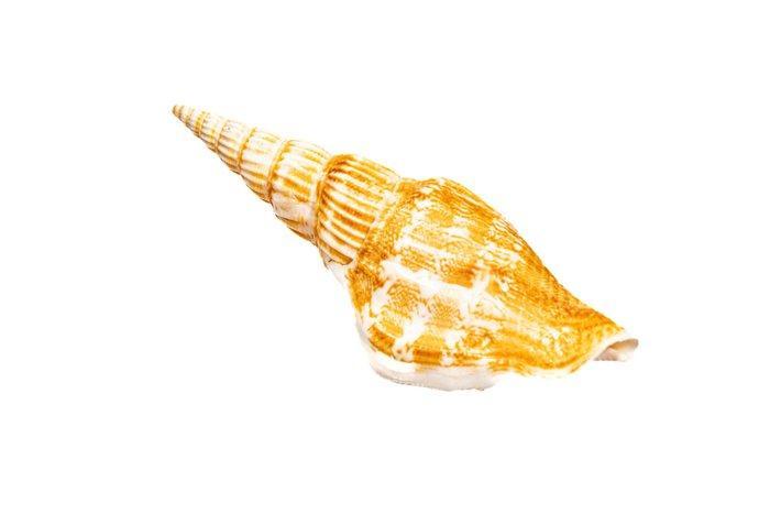 Vittate conch ----GEEN RESERVE---- Taxidermie wandmontage -, Verzamelen, Dierenverzamelingen